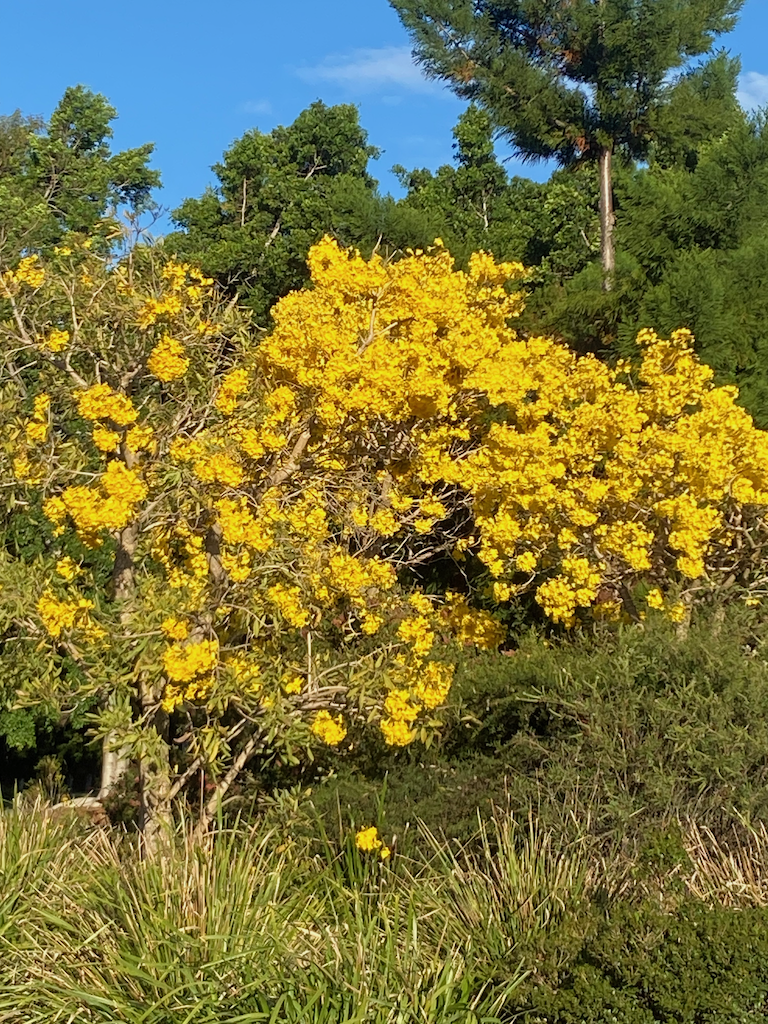 Joy of spring Sept 2024